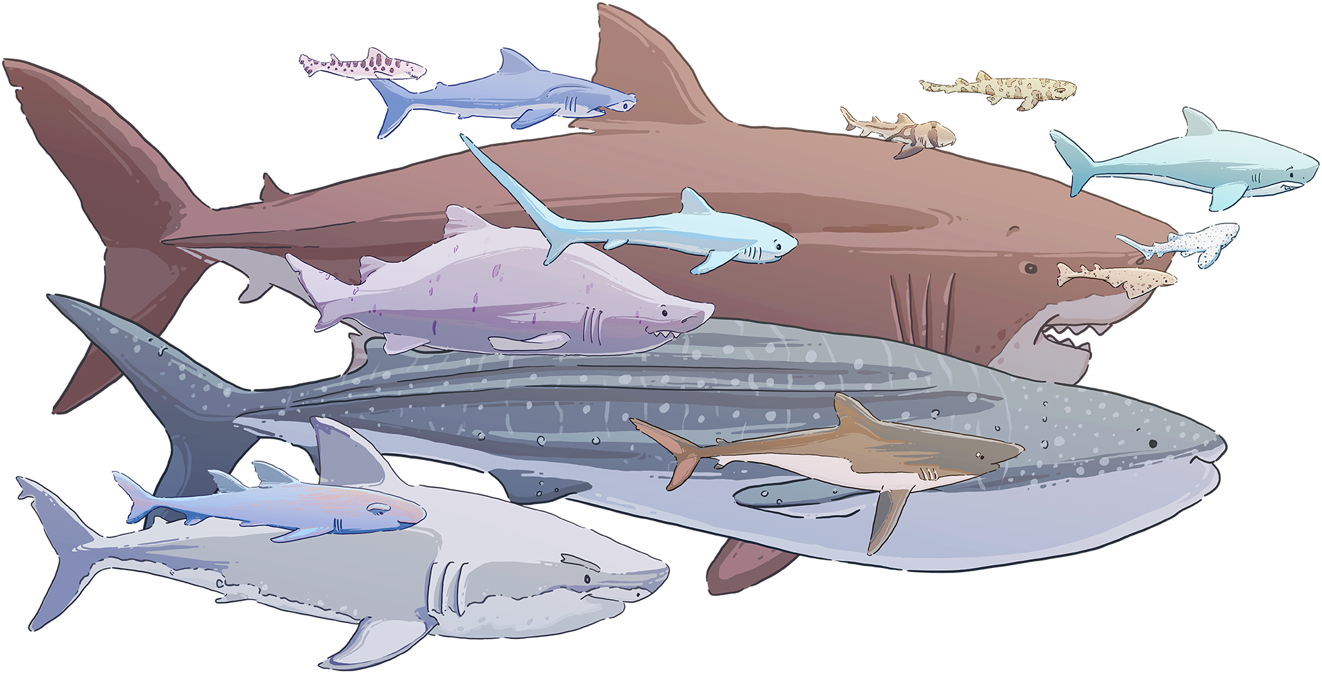 All different species of sharks swimming together to the right